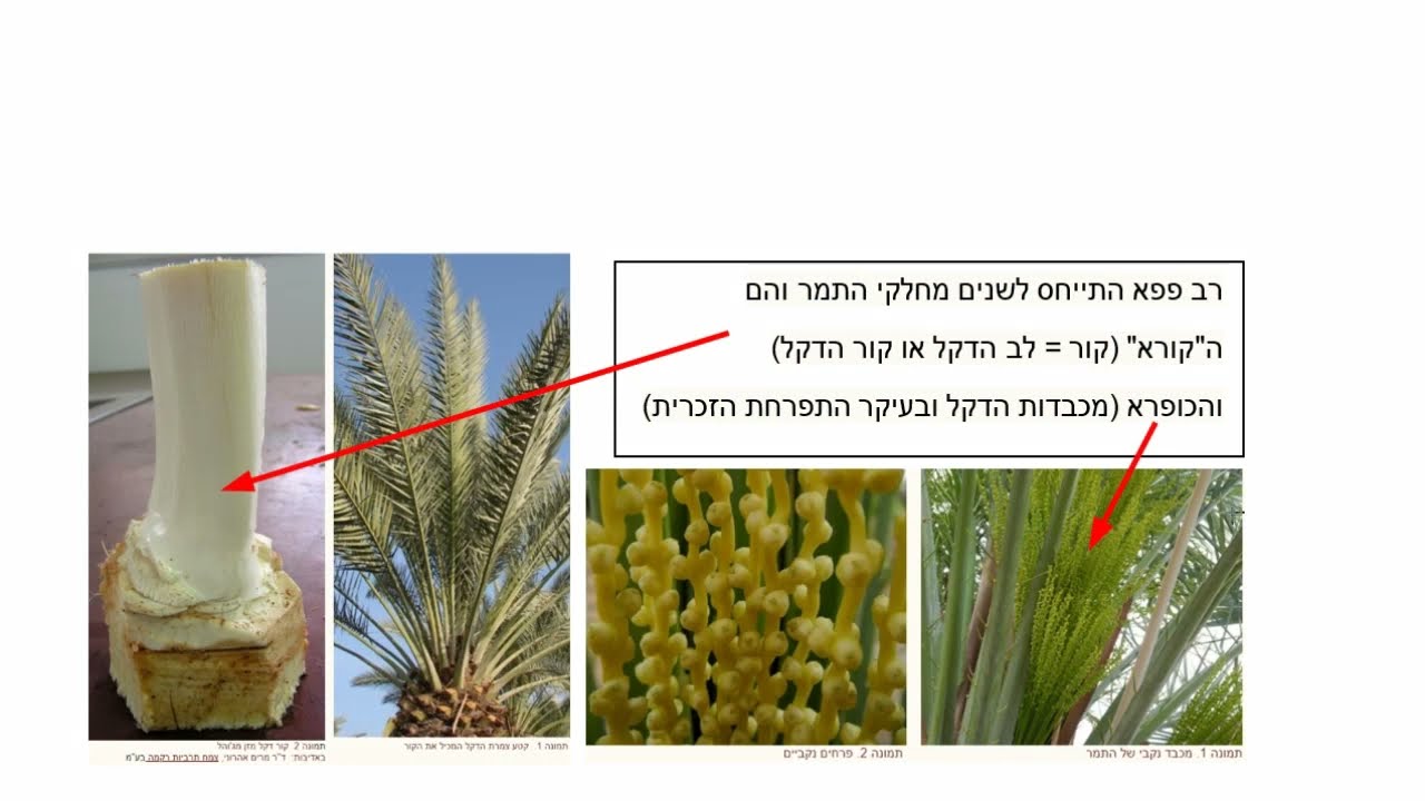 Read more about the article דף ס