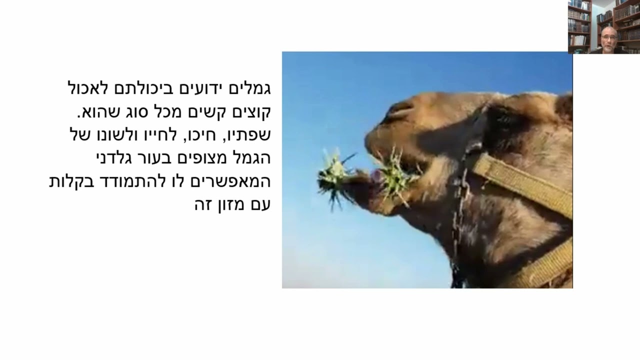 Read more about the article דף קנו