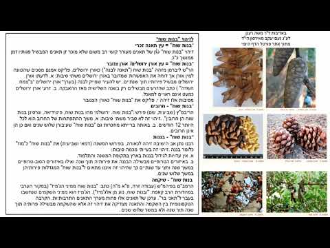 Read more about the article דף יב