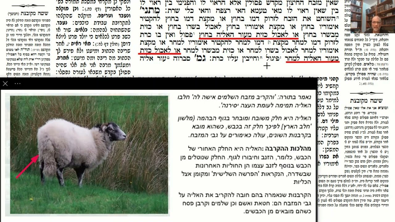 Read more about the article דף כח