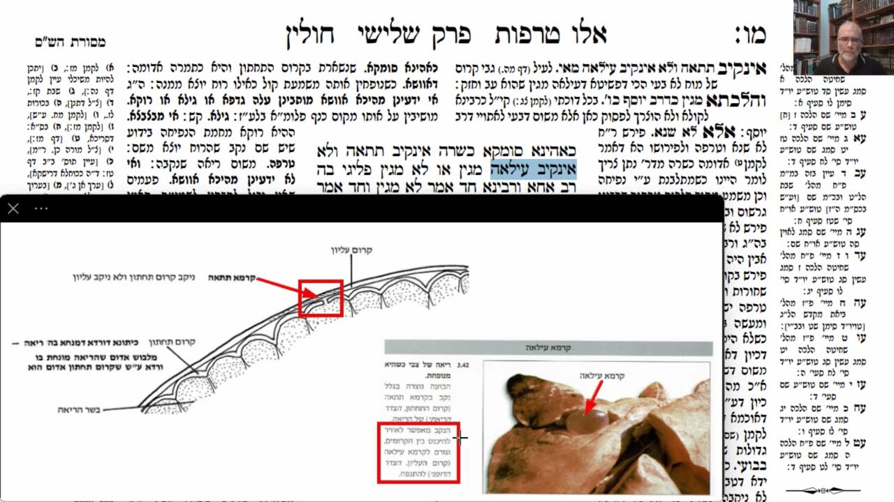 Read more about the article דף מו