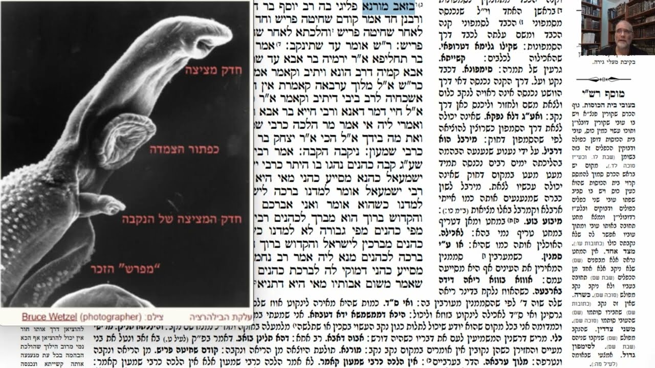 Read more about the article דף מט
