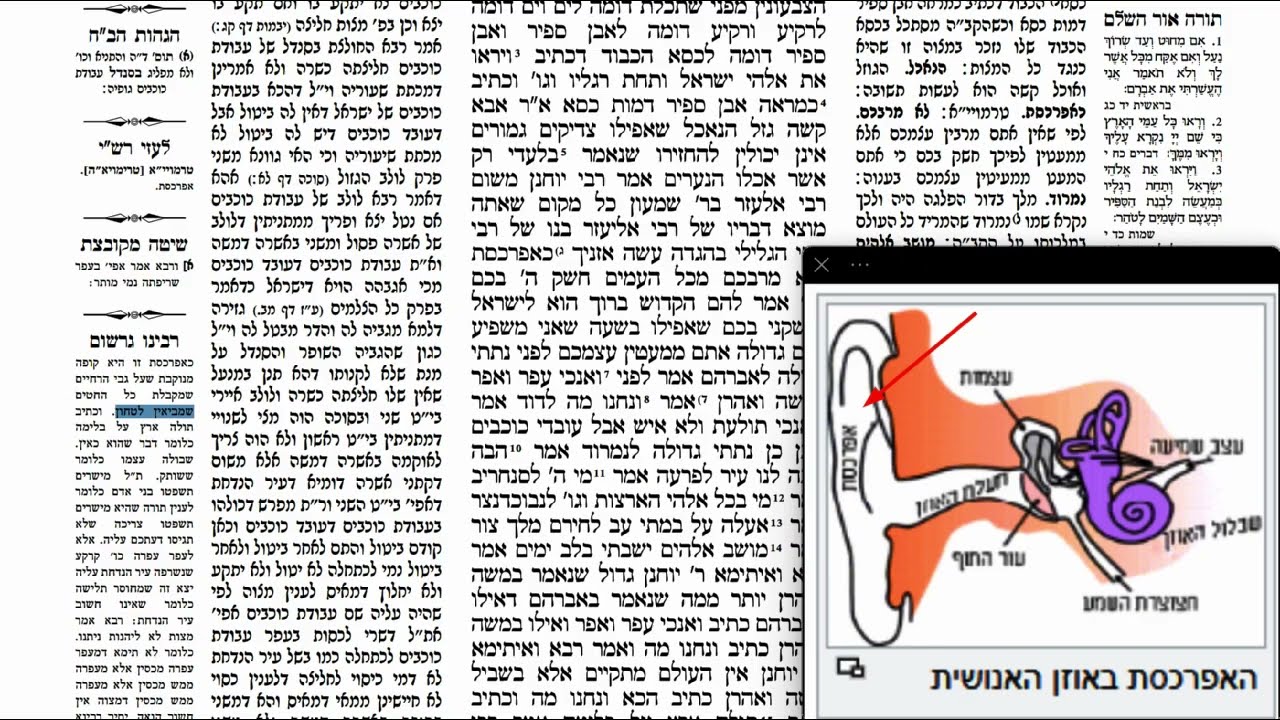 Read more about the article דף פט