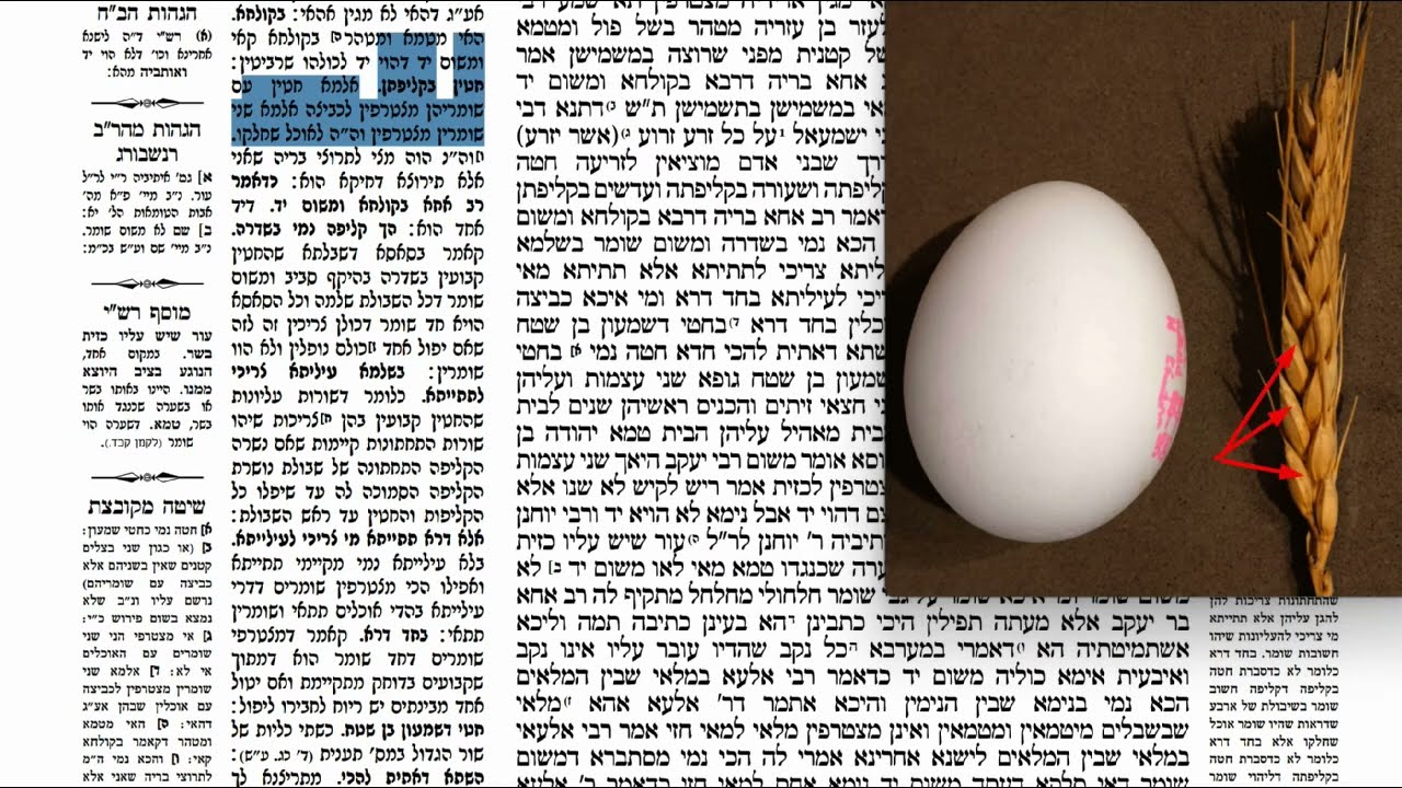 Read more about the article דף קיט