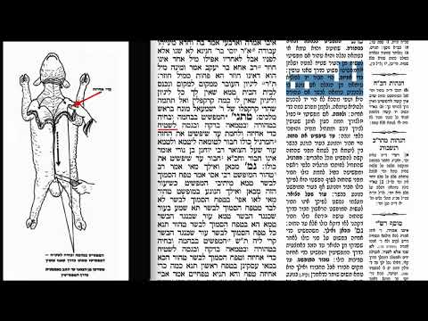 Read more about the article דף קכג