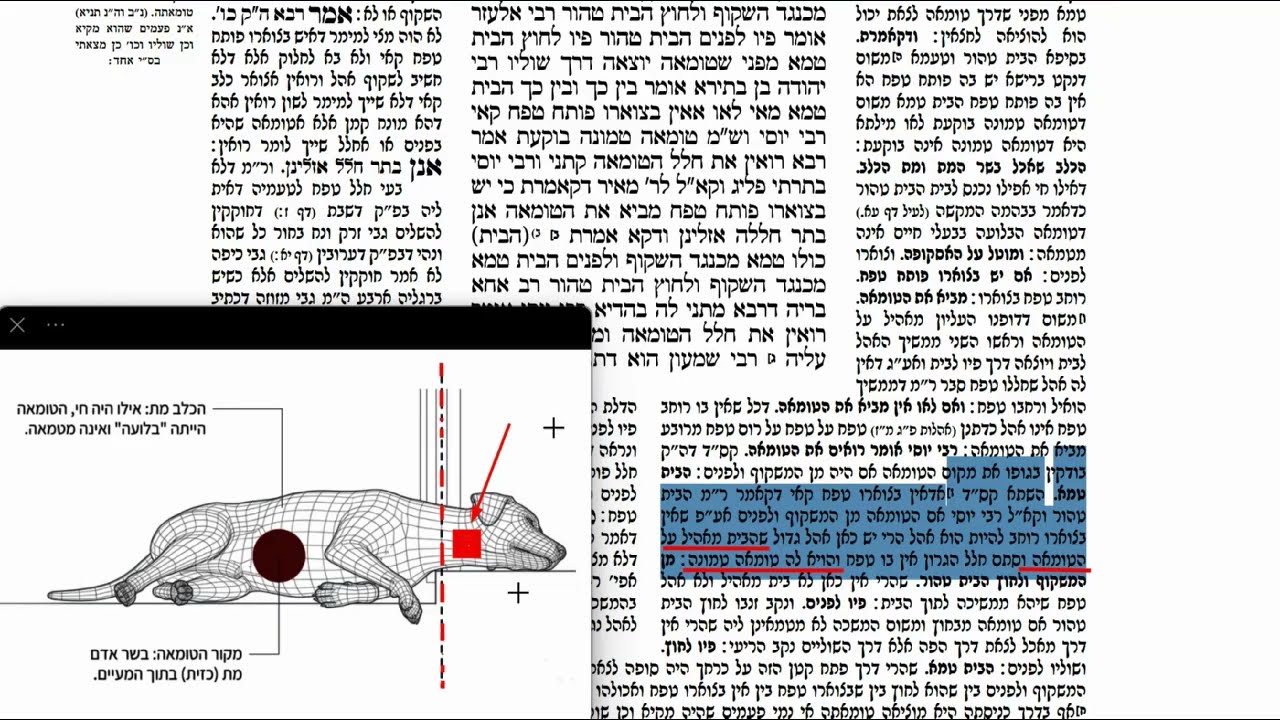 Read more about the article דף קכו