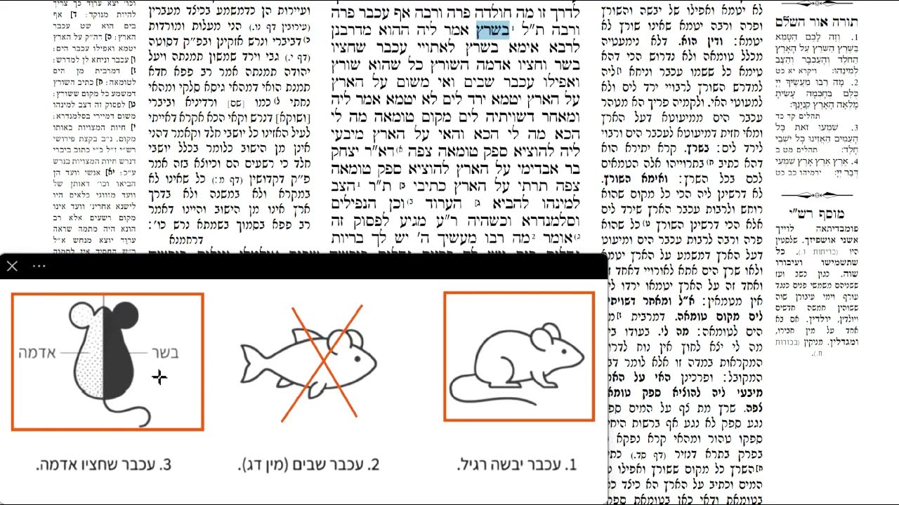 Read more about the article דף קכז