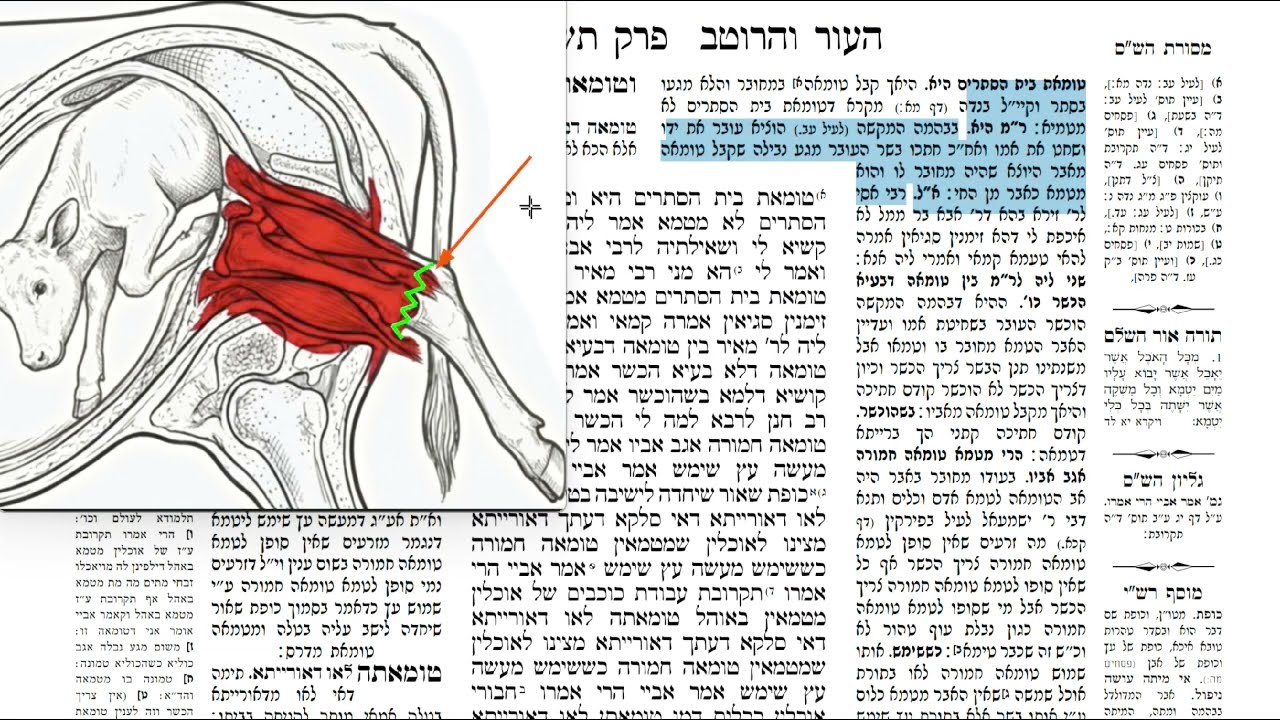 Read more about the article דף קכט
