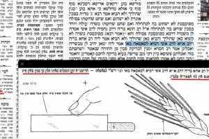 דף יז