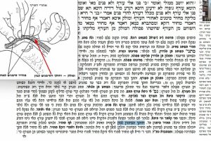 דף כ