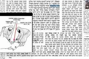 דף ל