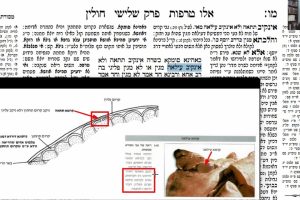 דף מו
