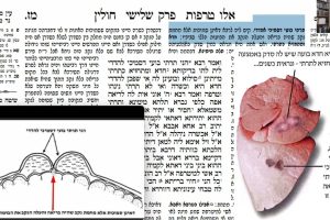 דף מז