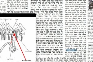 דף נב