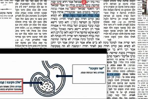 דף קטז