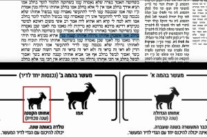 דף קיד