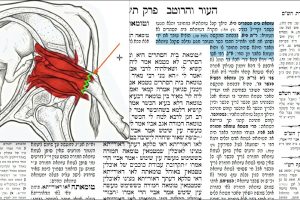 דף קכט